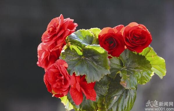 立秋后 養(yǎng)花需要注意什么？