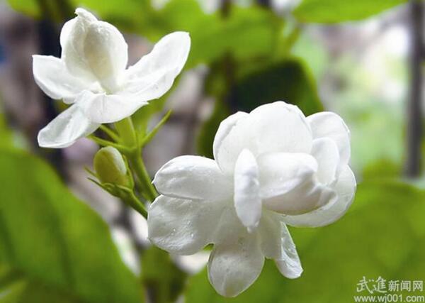 立秋后 養(yǎng)花需要注意什么？