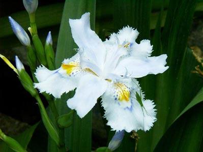 必看:花卉綠植哪些適合家養(yǎng)?