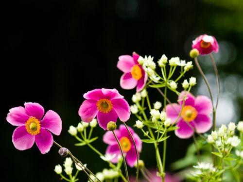 野棉花(打破碗花花、山棉花<a href=