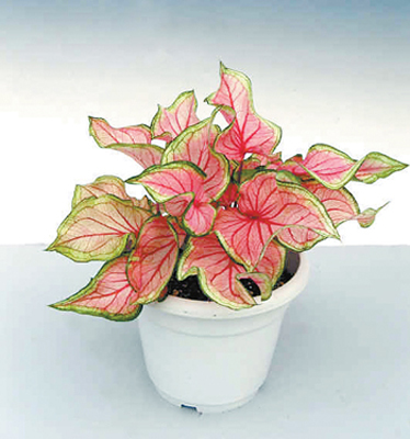 花葉芋（彩葉芋、二色芋）的介紹與養(yǎng)護要點