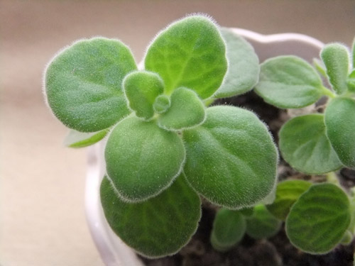 碰碰香的栽培要點