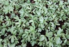 麻辣香草-胡椒草的栽培與管理(圖)