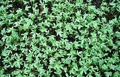 麻辣香草-胡椒草的栽培與管理(圖)