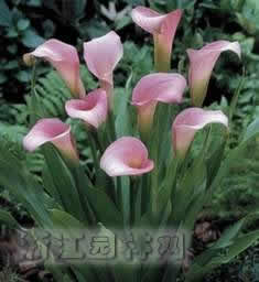 馬蹄蓮采后處理技術(shù)(圖)
