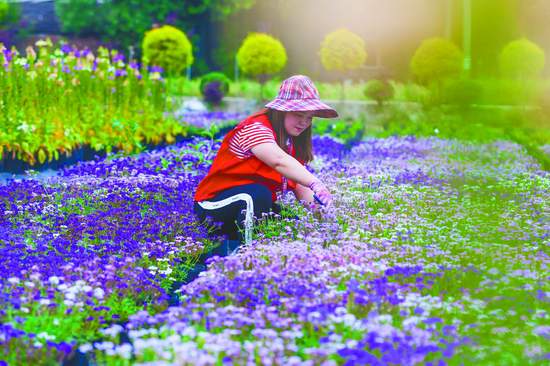 從盆景到都市花境 成都80后村妹的“花”樣財富