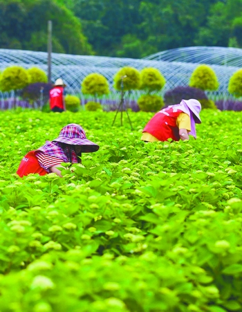 從盆景到都市花境 成都80后村妹的“花”樣財富