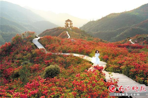 長沙：億年的冰川遺跡，邂逅十萬畝杜鵑花海