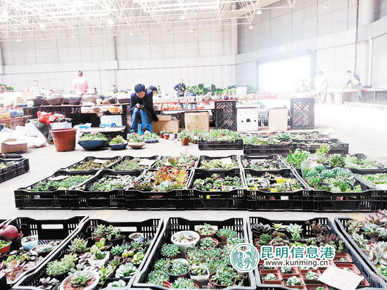 昆明多肉植物市場(chǎng)走低 部分產(chǎn)品價(jià)格攔腰斬半