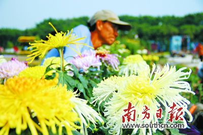 廣東：菊中貴人“綠安娜”亮相 韓國仁川景點(diǎn)登陸小欖