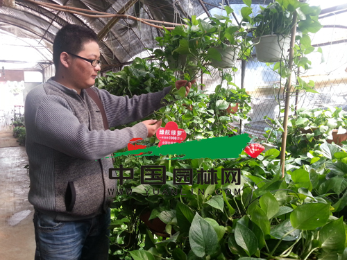 昆明斗南花市深秋遇冷 綠蘿紅掌價(jià)量雙跌