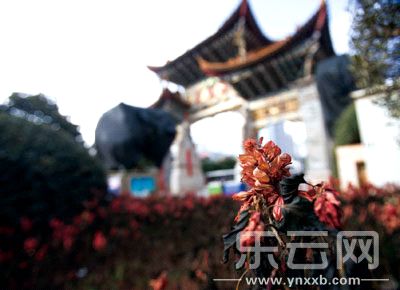春節(jié)全國(guó)花價(jià)將更高 漲勢(shì)持續(xù)至3月