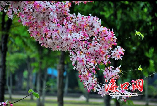 ?？趫@林引進(jìn)新品種 市民可在家門口賞泰國櫻花