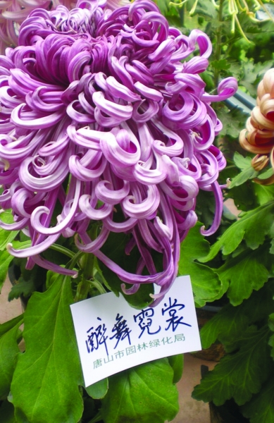 無(wú)錫：錫惠公園金秋10萬(wàn)盆菊花驚艷亮相