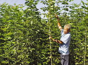 天津：黃花店鎮(zhèn)賈連強苗木種植能手致富路（圖）