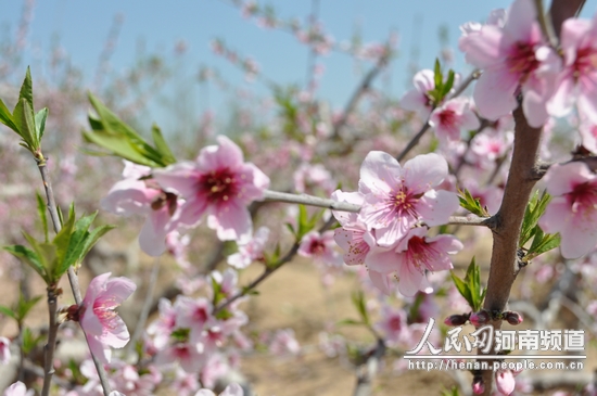 河南開(kāi)封市通許縣第二屆桃花節(jié)開(kāi)幕