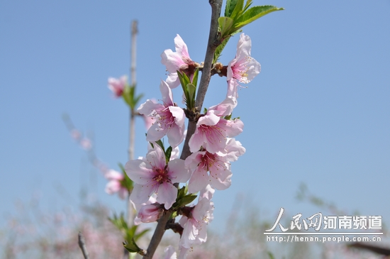 河南開(kāi)封市通許縣第二屆桃花節(jié)開(kāi)幕