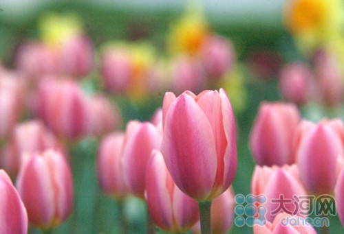 鄭州人民公園郁金香花展4月5日免費(fèi)開放