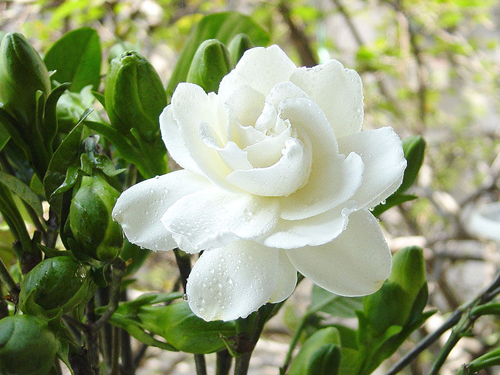 云南:春城茶花甲天下