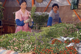 黃草壩花卉基地年產鮮花450多萬枝（圖）
